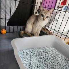 珍しい美人猫ちゃん