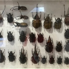 昆虫ギャラリー賑わってます！
