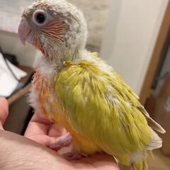 ウロコインコ（サンチーク）お迎え先募集中