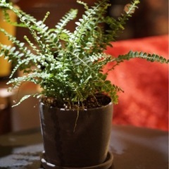 観葉植物　ネフロレピス・ダッフィー　高さ30cm　シックな4号の...