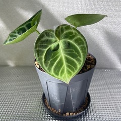 太陽園芸　アンスリウム
