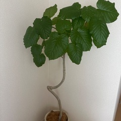 観葉植物　ウンベラータ