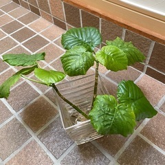 ウンベラータ