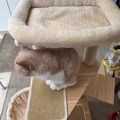 キャットタワーの画像