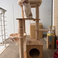 キャットタワー
