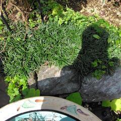 玉竜？草