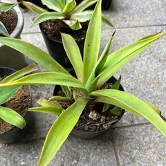 アガベ　セット2の画像