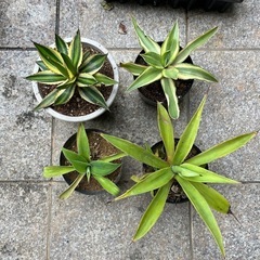 アガベ　セット2