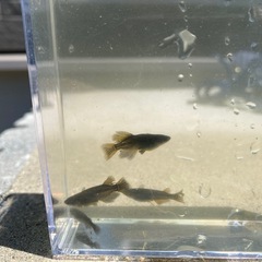 サタン鰭長　針子、稚魚の画像