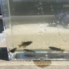 サタン鰭長　針子、稚魚の画像