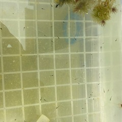 サタン鰭長　針子、稚魚の画像