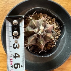 ギムノカリキウム❷の画像