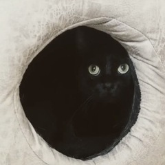 アニマルソファ 猫隠れ家の画像