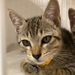 福岡市東区より：保護した猫が子猫を出産！