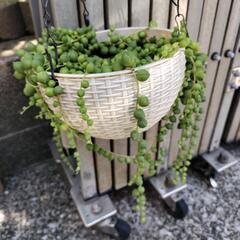 グリーンネックレス