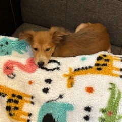 元野良犬の子犬