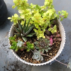 多肉寄せ植え①