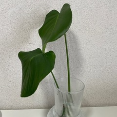 モンステラ　観葉植物