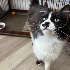 人が大好きなふぅちゃんです