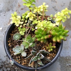 多肉寄せ植え②