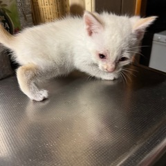 可愛がっていただける方