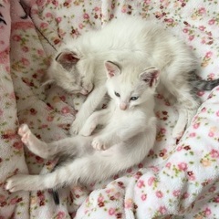 生後2ヶ月程の子猫2匹
