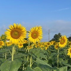 一緒にランチしてくださる方募集✨