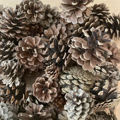 まつぼっくり　クリスマスリースなどに　　　大小59個の画像