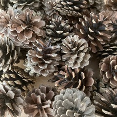 まつぼっくり　クリスマスリースなどに　　　大小59個の画像