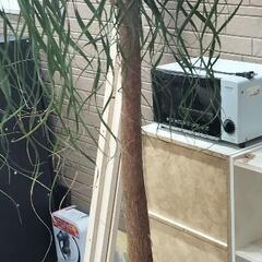 ポニーテールヤシ
植物の画像