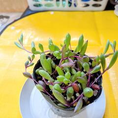 多肉植物🌱ルビーネックレス