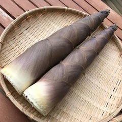 ハチク譲ってください。