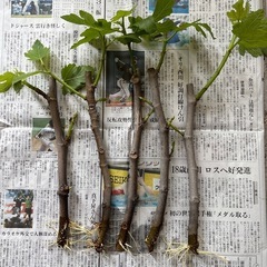 いちじく　穂木発根中　5本
