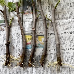 いちじく　穂木発根中　5本の画像