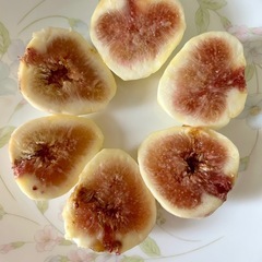 いちじく　穂木発根中　5本の画像