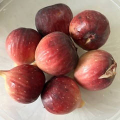 いちじく　穂木発根中　5本の画像