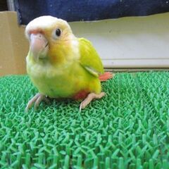 ウロコインコ　雛　シナモンダイリュート　オス