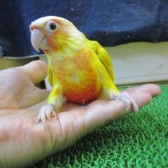 ウロコインコ　雛　サンチーク