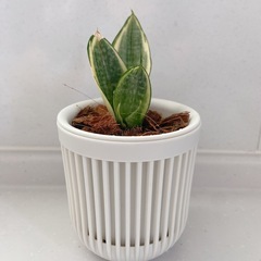 観葉植物　サンセベリア