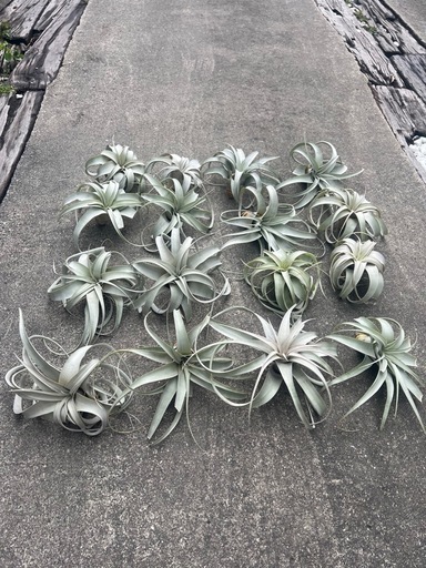 チランジア・キセログラフィカ15株まとめ