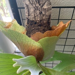 貯水葉が美しく開いたコルク板付け 観葉植物　ビカクシダ　ビフルカ...