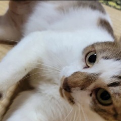 緊急では里親探してます