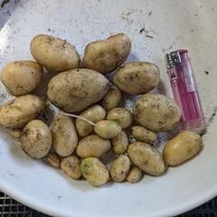 掘りたてジャガイモ🥔
