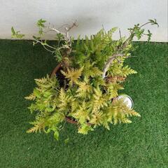 🌿姫アセロラ、黄金シダ🌿観葉植物🌿の画像