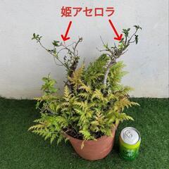 🌿姫アセロラ、黄金シダ🌿観葉植物🌿の画像