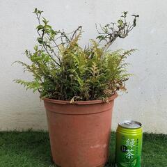 🌿姫アセロラ、黄金シダ🌿観葉植物🌿