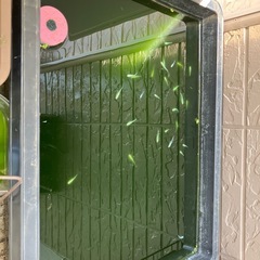 みゆきめだか
