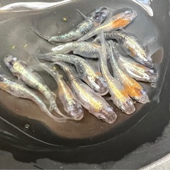 【めだか】　三色体外光　10匹プラスα
