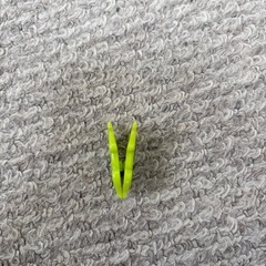 カエルクリップ★辻堂まで！の画像
