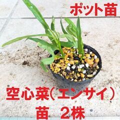 エンサイ（空心菜）　苗２株　耐暑性　クウシンサイ アサガオナ